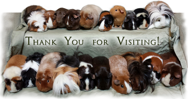 Thank You for Visiting!